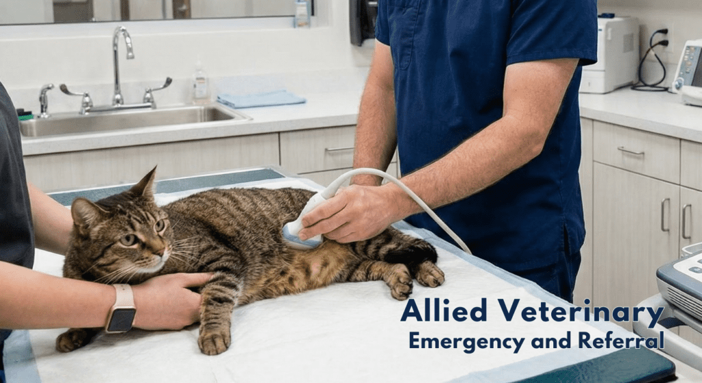 Veterinary staff perform an ultrasound exam on a cat resting on an exam table in a clinical treatment room.