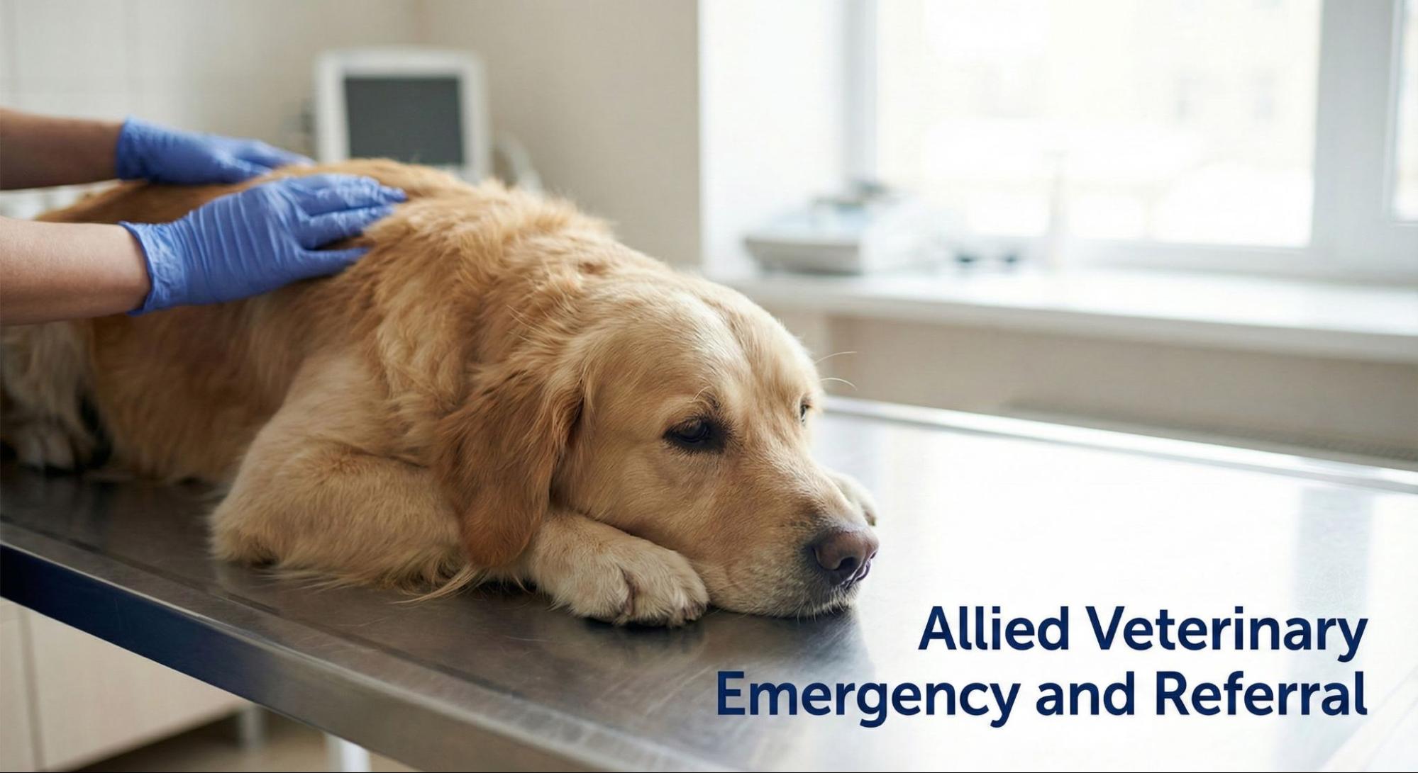 Veterinary oncology staff comfort a dog during a cancer-related exam on a treatment table in a clinical setting.