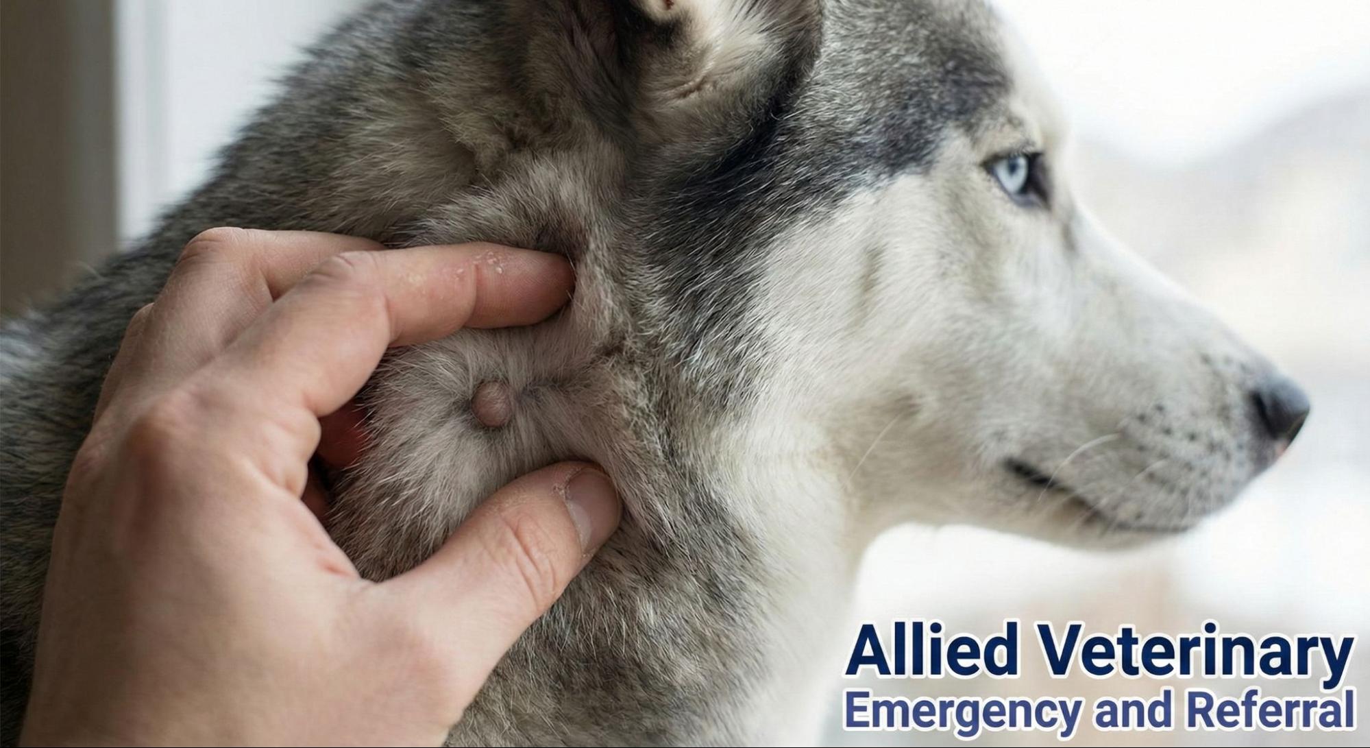 Close-up of a hand gently feeling a small lump on a dog’s neck while the dog looks calmly to the side.