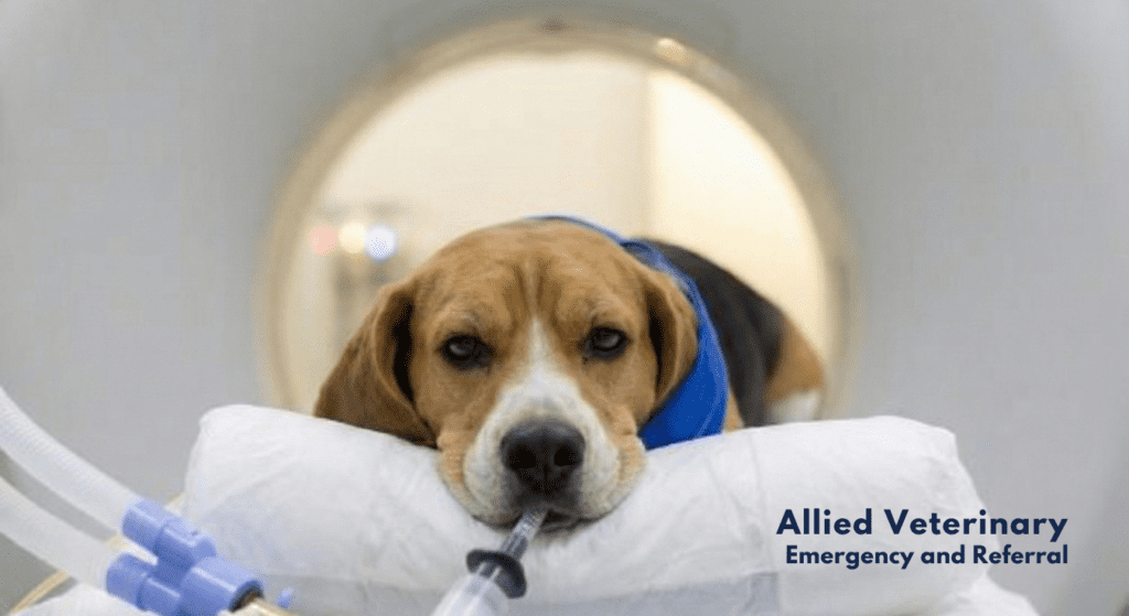 Dog resting its head on a cushion inside a diagnostic imaging scanner with a tube positioned near its