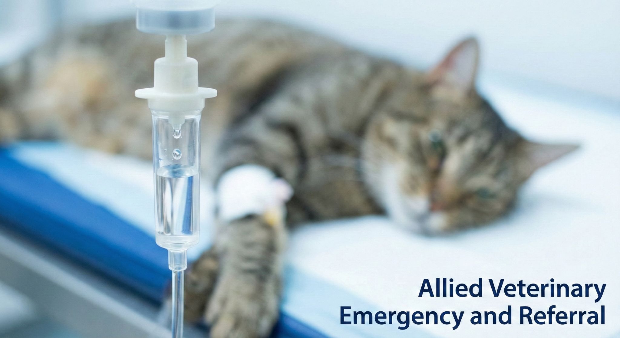 Cat resting during chemotherapy treatment in a veterinary care setting, appearing calm and closely monitored.