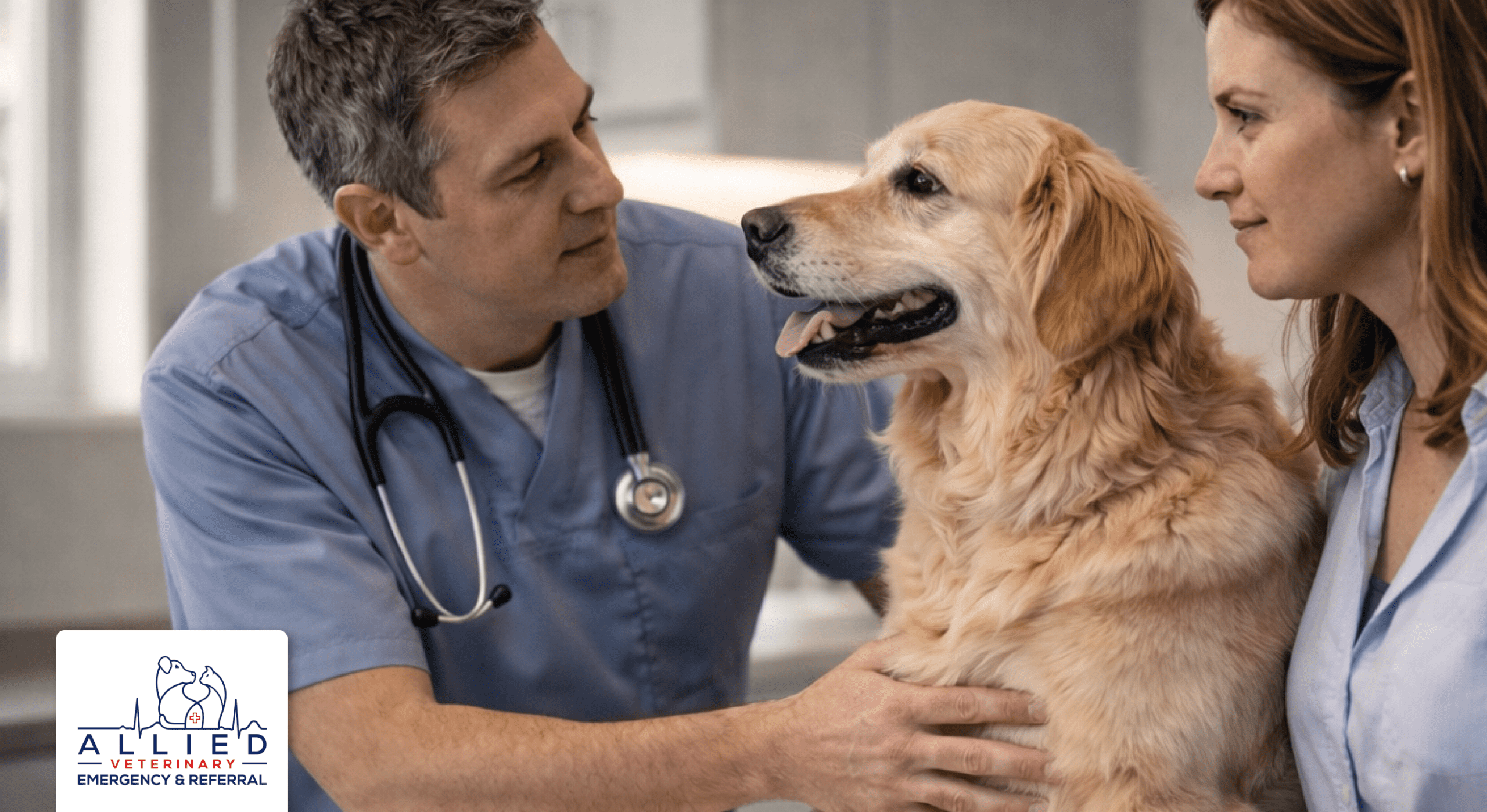 Spotting Early Signs of Cancer in Pets | Allied Veterinary
