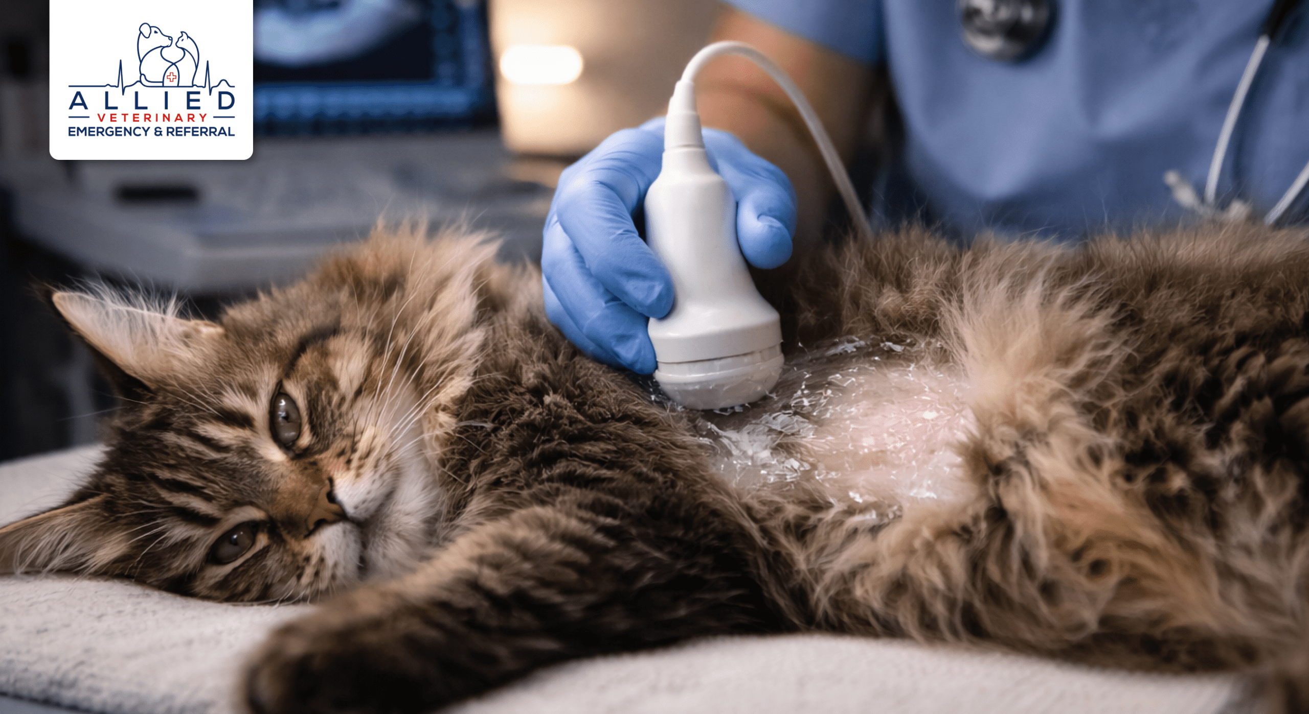 A Pet Owner's Guide to Advanced Veterinary Care Treatment Options