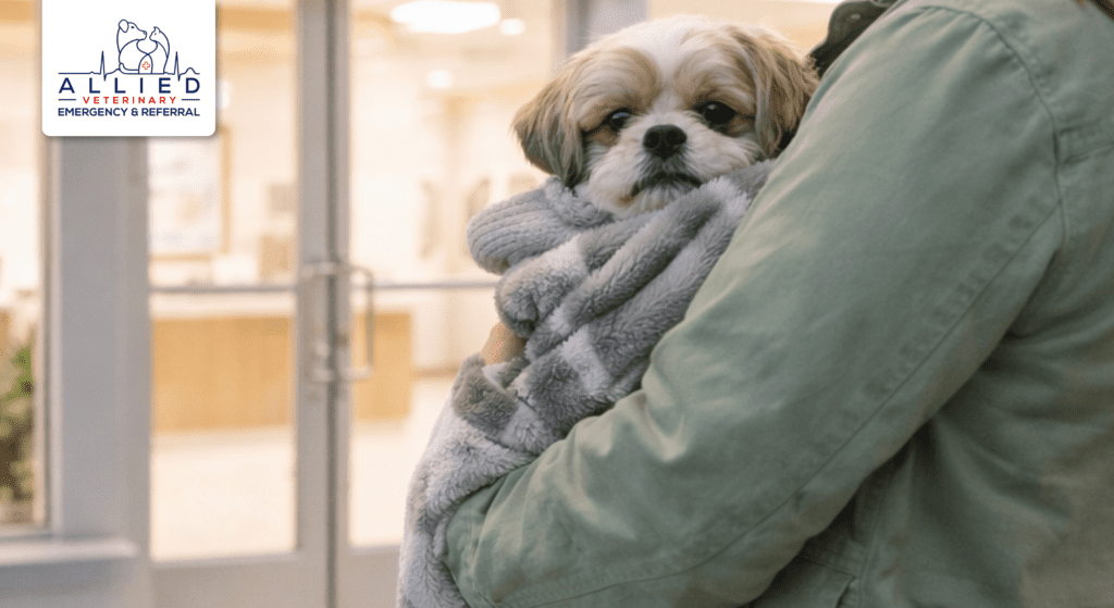 Pet owner carries small dog into 24 hour pet care in Eden Prairie MN at night