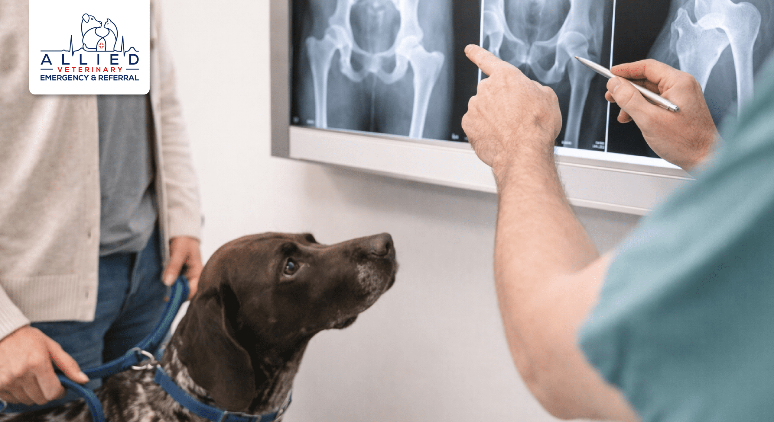 Veterinarian explains orthopedic radiographs to dog owner before specialty pet surgery