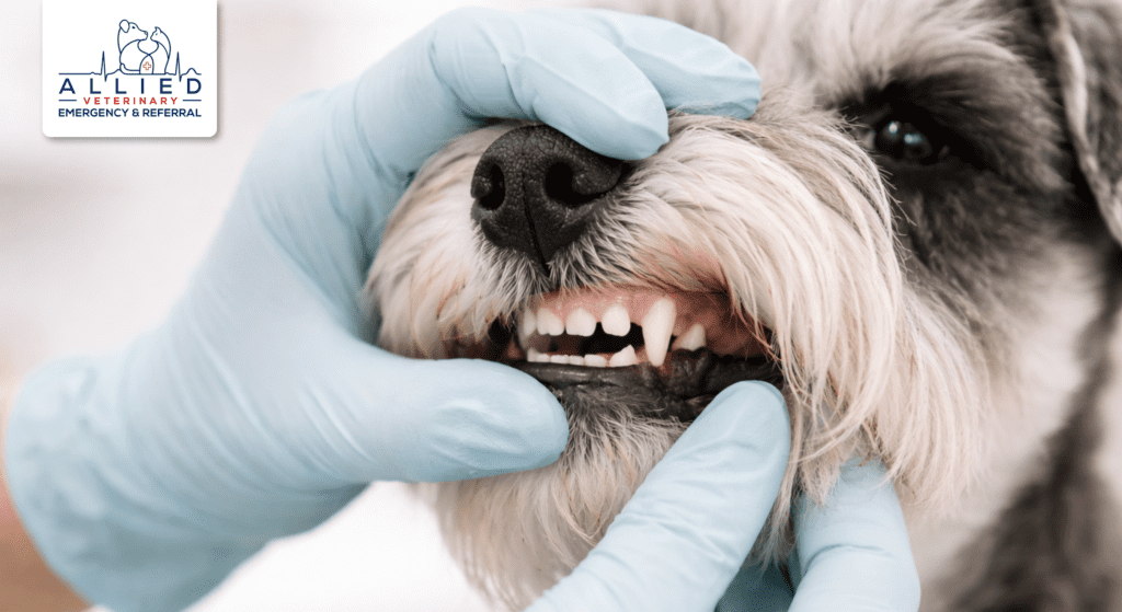 Close-up of gloved hands examining dog’s gums to assess pet emergency symptoms