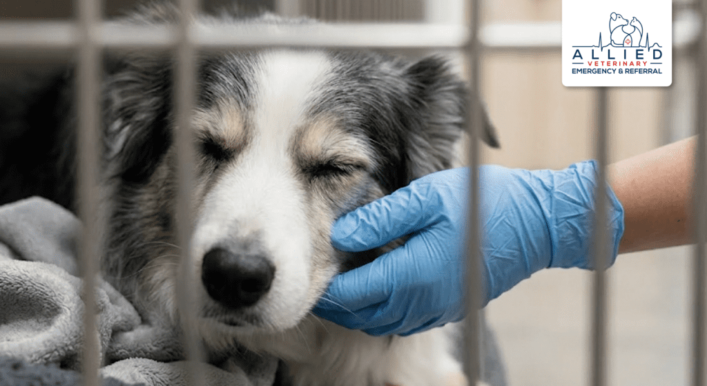 Alt Text: Gentle handling of an Australian Shepherd by staff demonstrating care at an affordable emergency vet Maple Grove clinic.