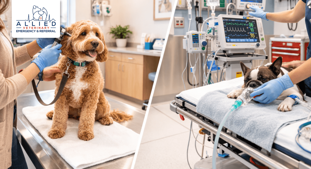 Split image showing urgent care exam and 24 hour emergency vet treatment area