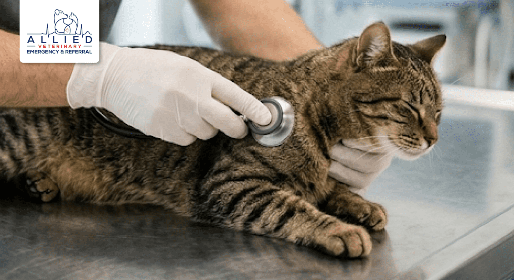 A cat exam helps pet owners to determine cost of emergency vet visit Minnesota.