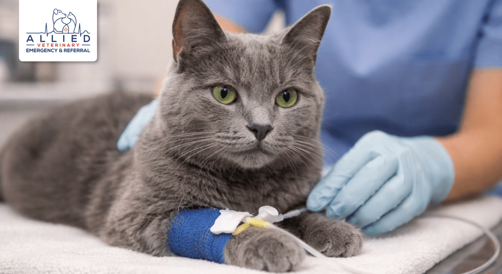 Cat undergoing chemotherapy for pets at top pet oncology care in Minnesota clinic