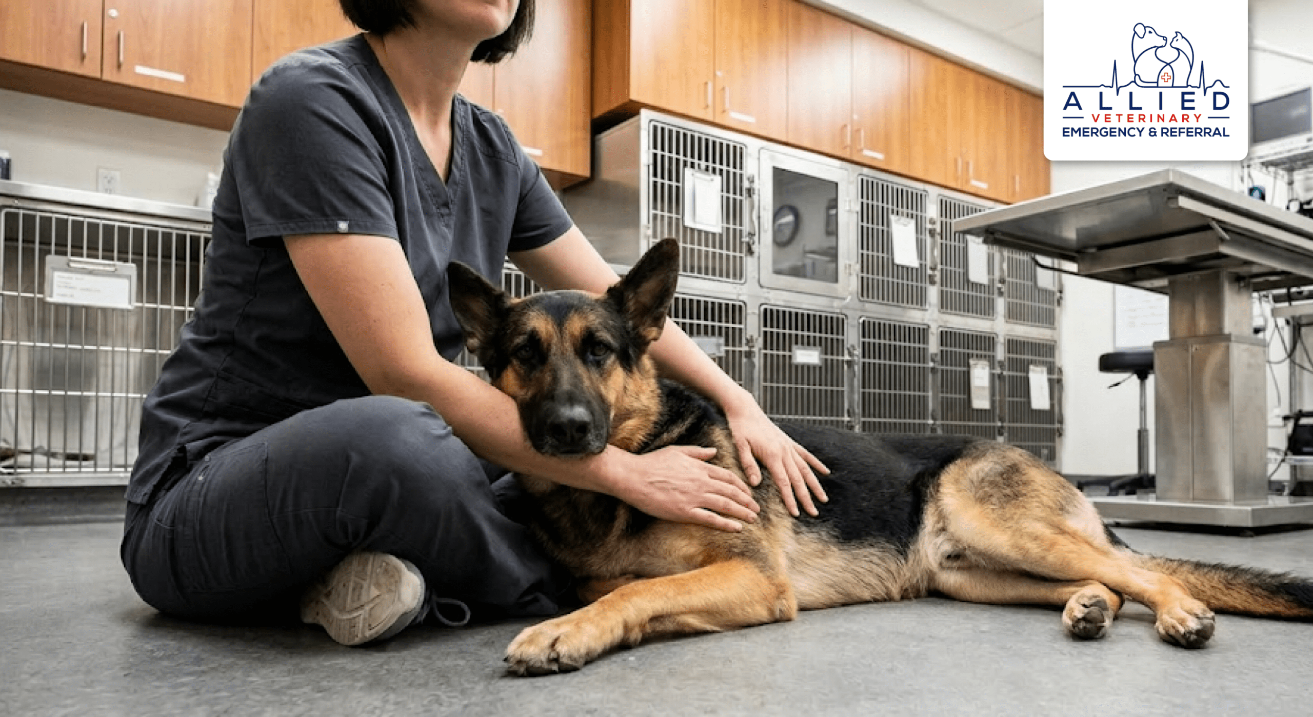 A clinician sits on the floor to provide calm support for a dog at a 24-hour emergency vet in Eau Claire.