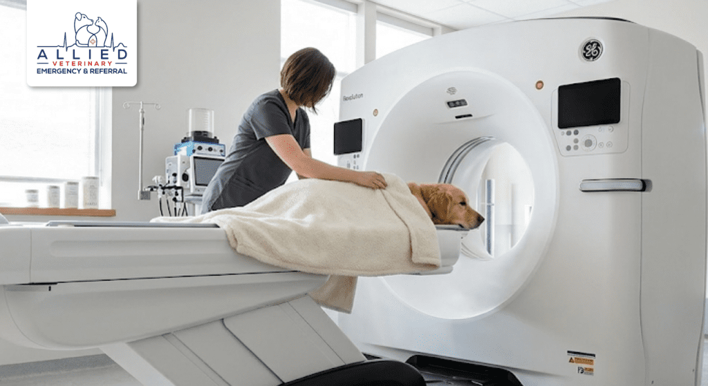 Staff prepares a dog for a CT scan at a facility led by a veterinary oncologist Minnesota.