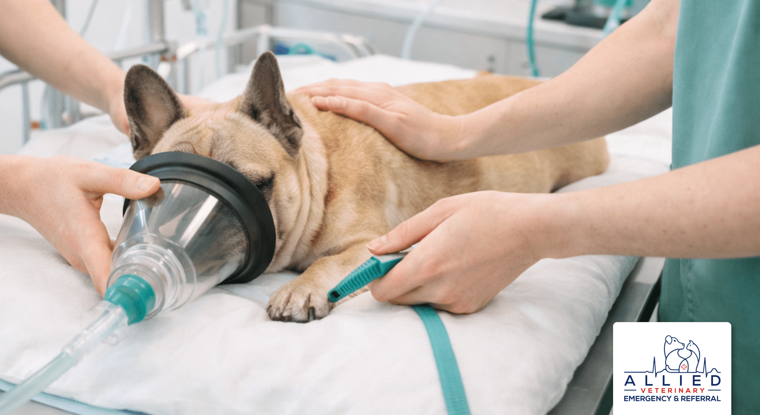 Emergency vet provides oxygen therapy to dog showing pet emergency symptoms
