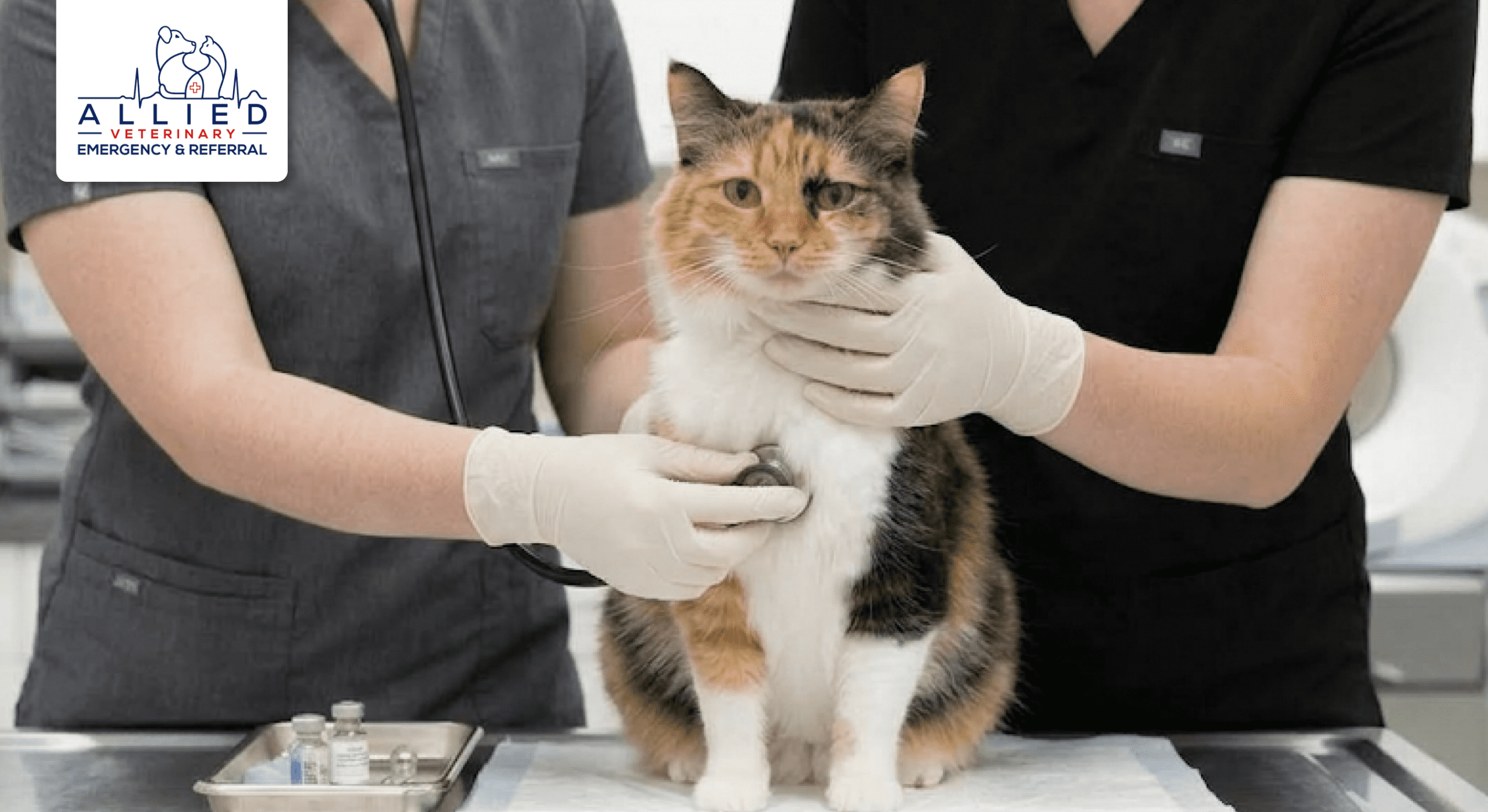 A veterinarian and assistant examine a cat on a table at an emergency animal hospital in Eau Claire.