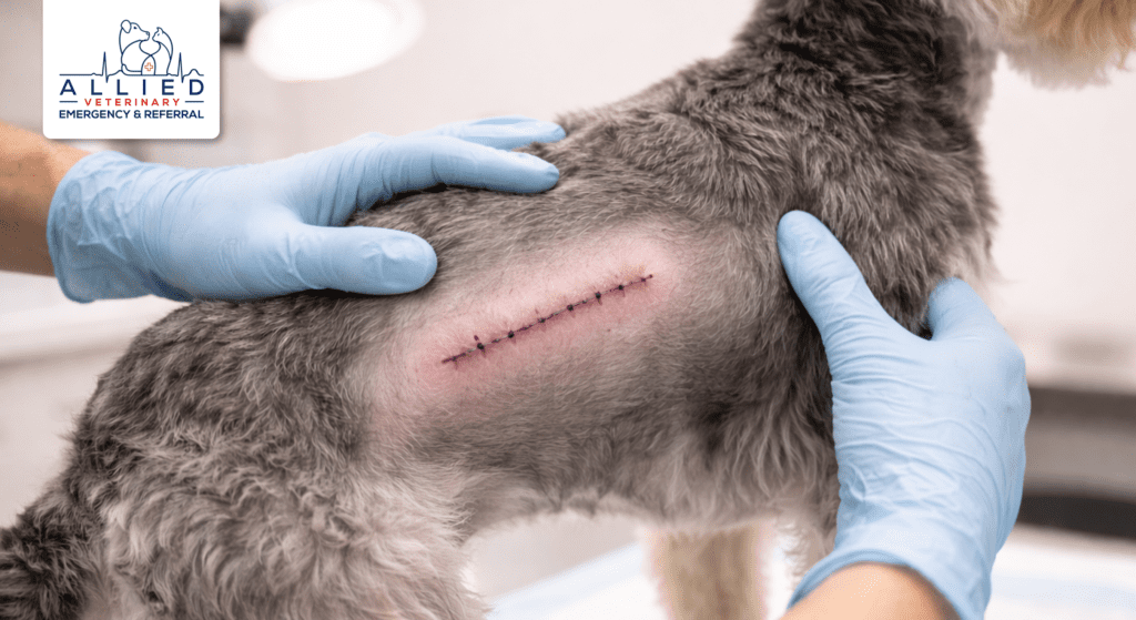 Veterinarian checks healing incision after advanced pet surgery in Brooklyn Park
