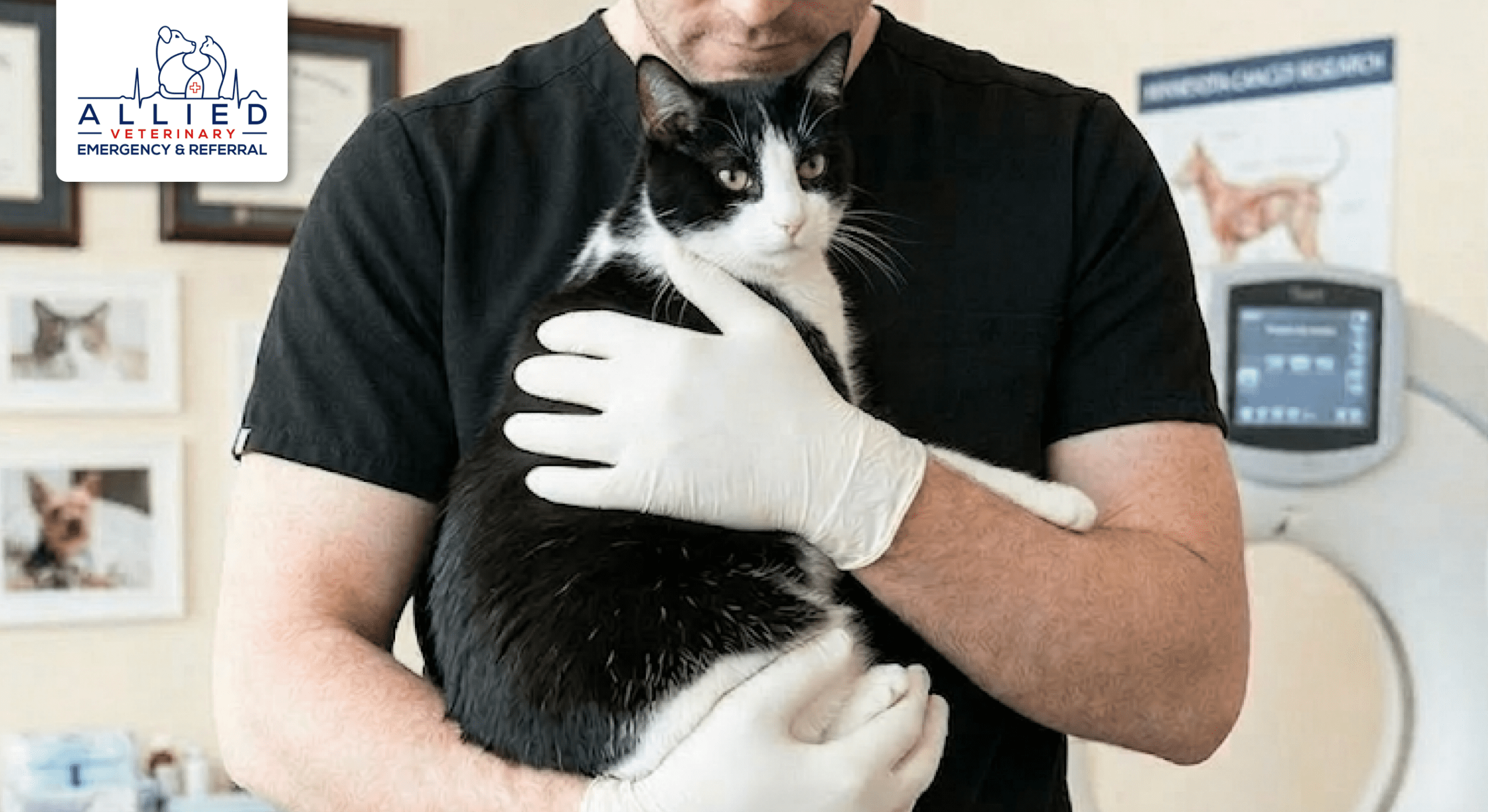 Specialist provides compassionate care for a senior cat at a 24 hour emergency vet near Maple Grove MN clinic.