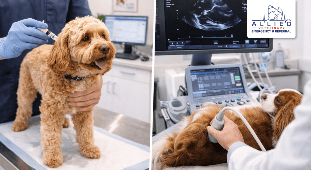 Split image showing general exam and cardiology ultrasound to illustrate specialist vet vs general vet