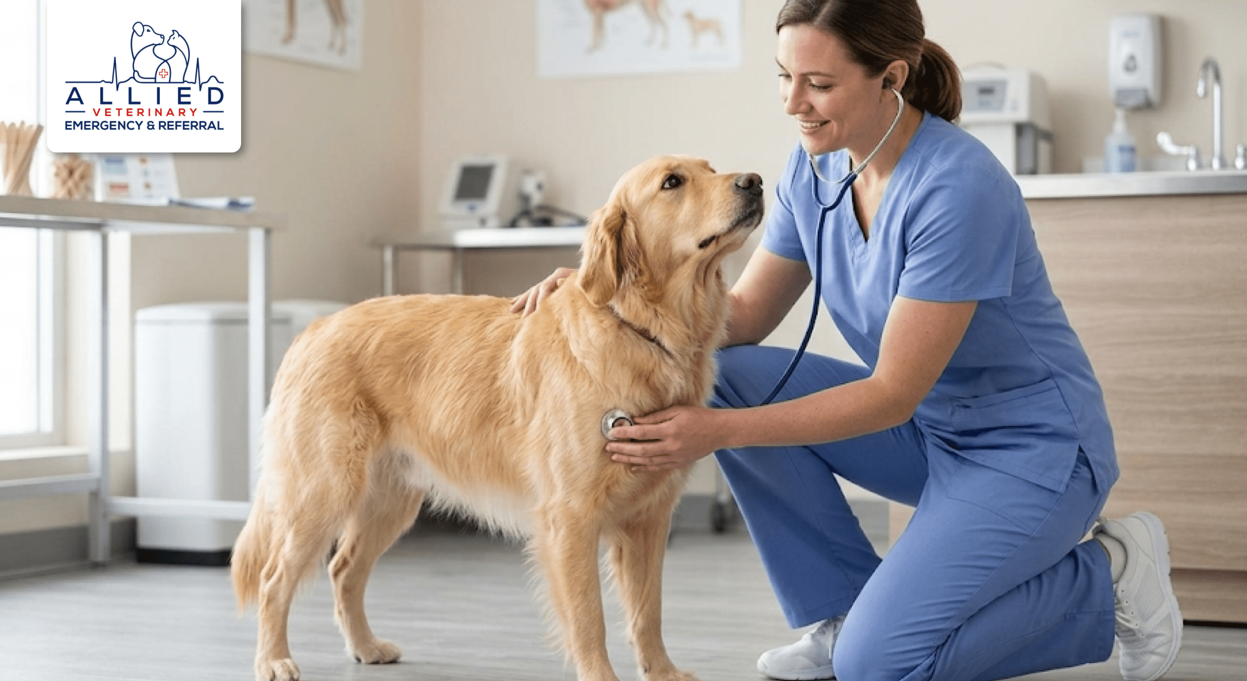 Guide to Finding an Emergency Vet in Brooklyn Park, MN