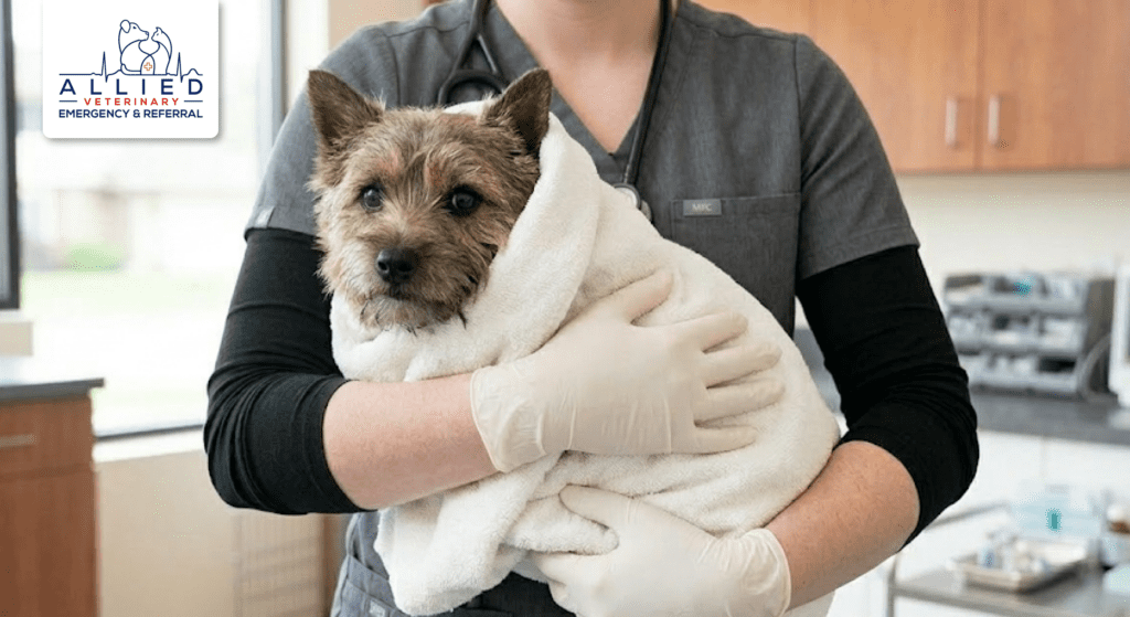 Supportive care for a small dog wrapped in a towel inside a modern 24-hour emergency vet in Maple Grove.