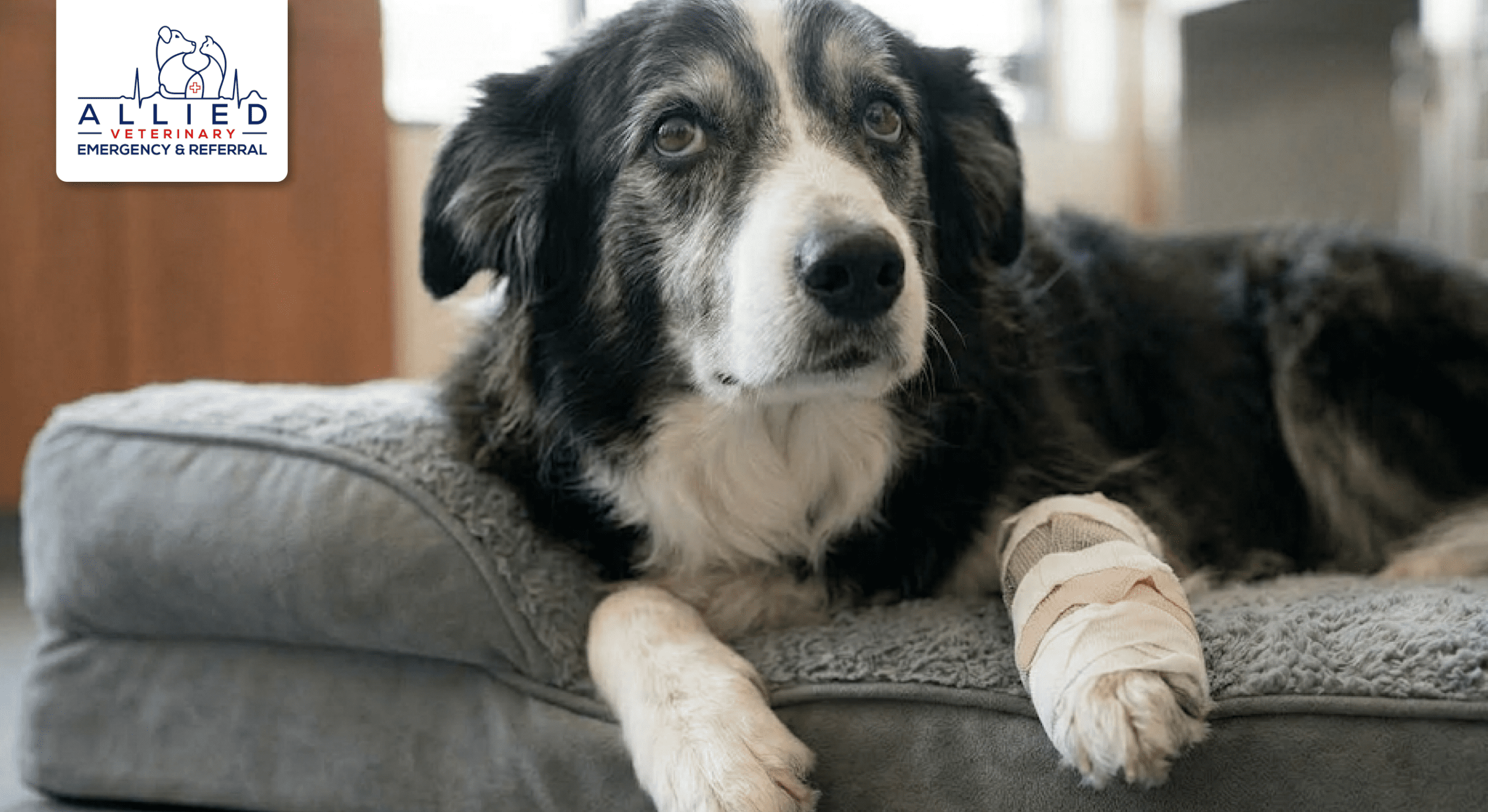 Senior dog receives orthopedic support and a bandage from an emergency vet in Maple Grove MN.