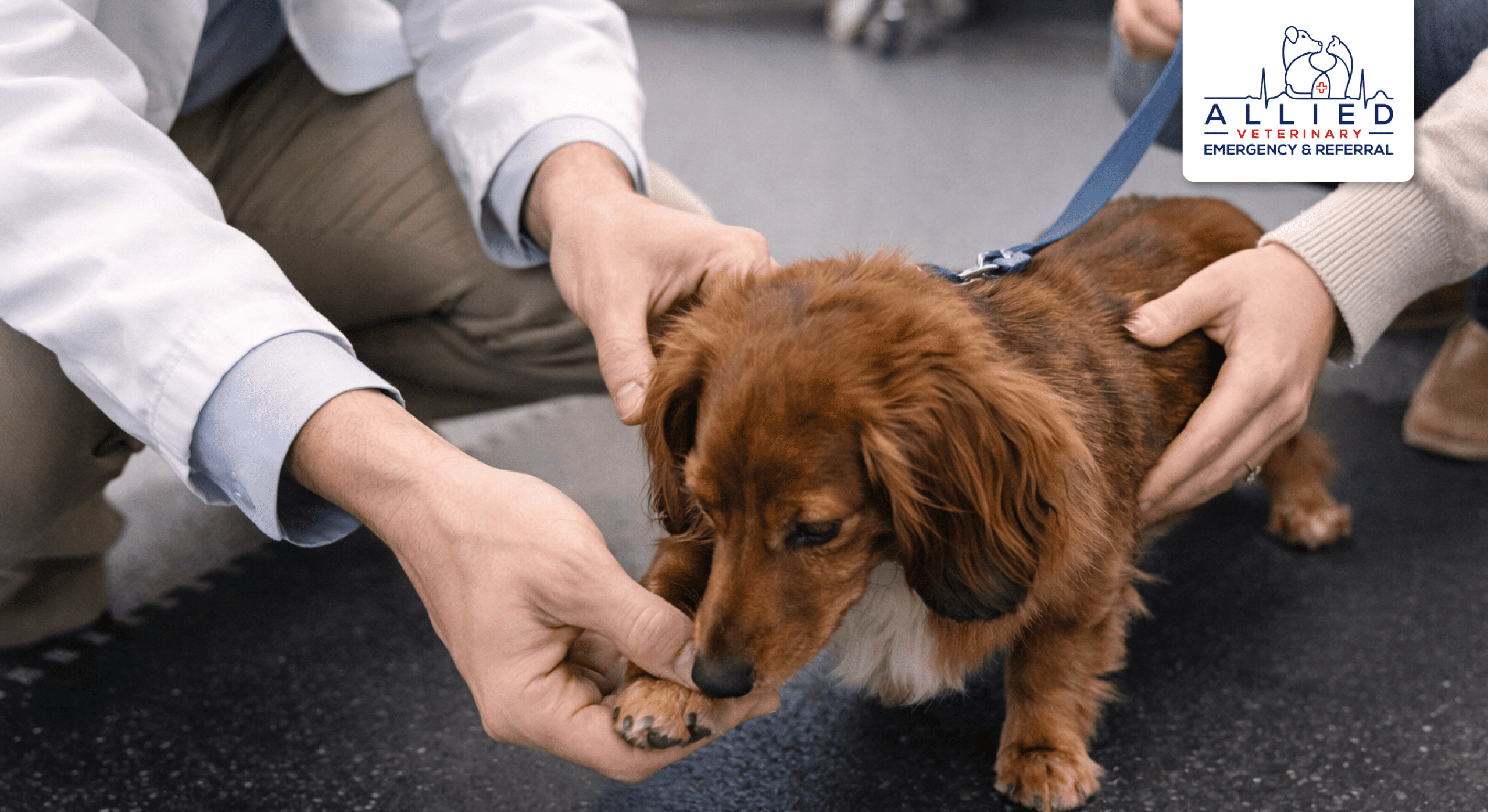 Veterinary neurologist tests paw reflex on Dachshund to assess symptoms