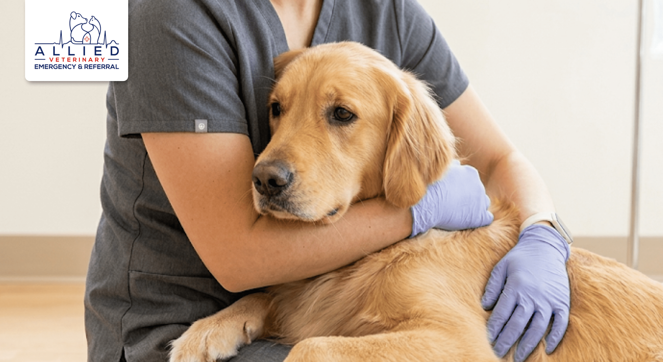 Reassuring embrace for a Golden Retriever at a clinic providing pet surgery in Brooklyn Park, MN.