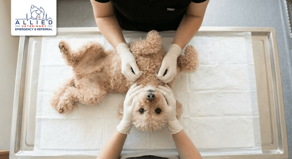 Staff performs a vital check on a poodle at a 24 hour emergency vet Maple Grove MN to show specialized medical care.
