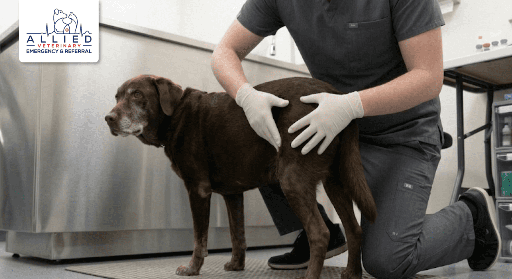  Gentle physical support for a senior dog during a stability check at a pet emergency vet in Eau Claire.