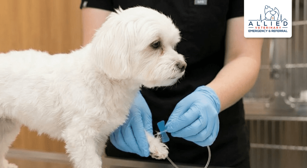 Alt Text: Blue-gloved hands perform a delicate needle procedure on a small dog, showing the expert care included in the emergency vet cost in the Twin Cities.