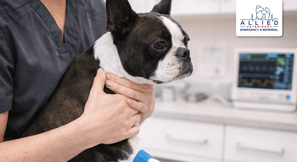 Veterinary technician checks IV catheter at trusted animal hospital Minnesota