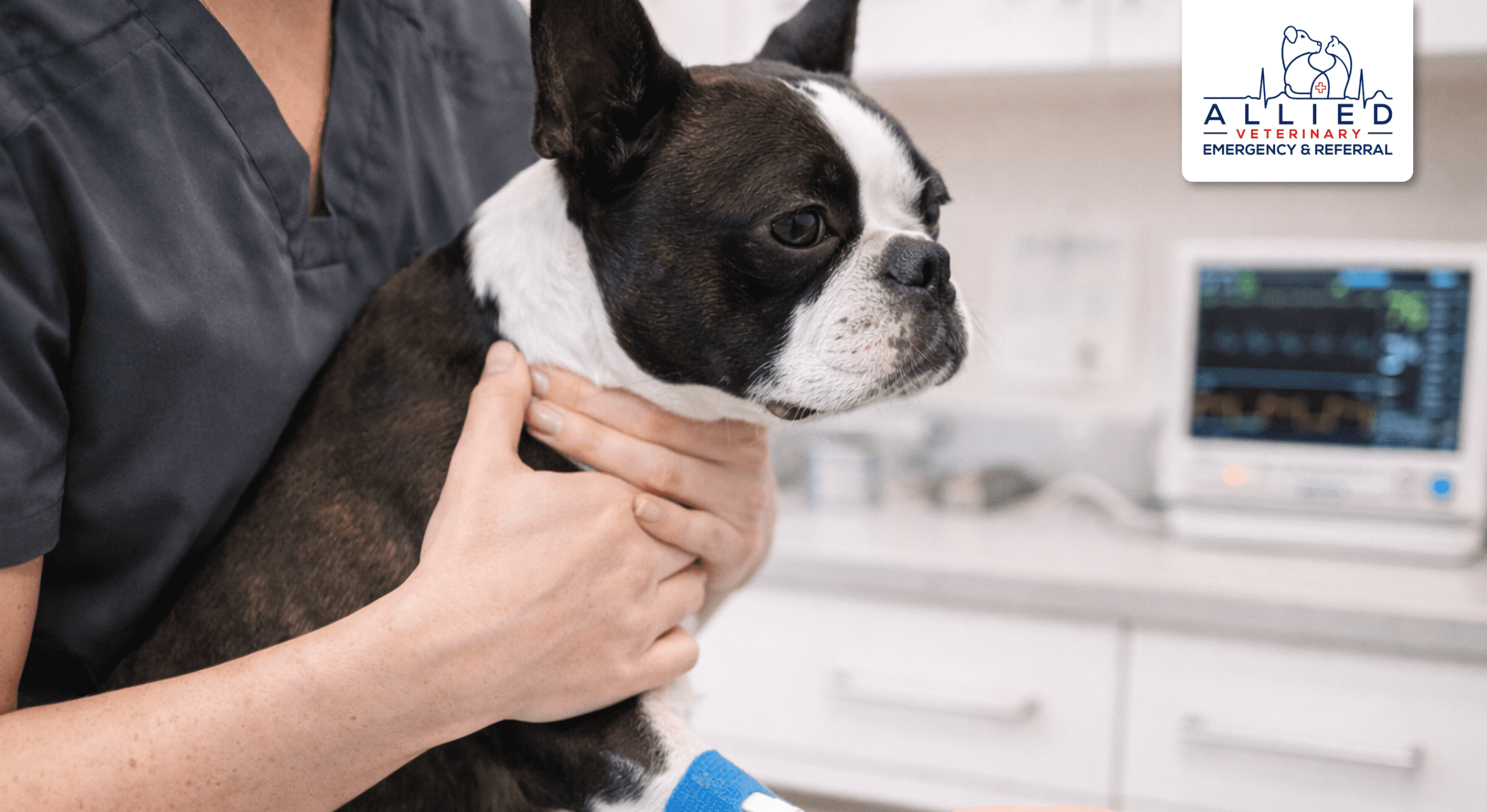 Veterinary technician checks IV catheter at trusted animal hospital Minnesota
