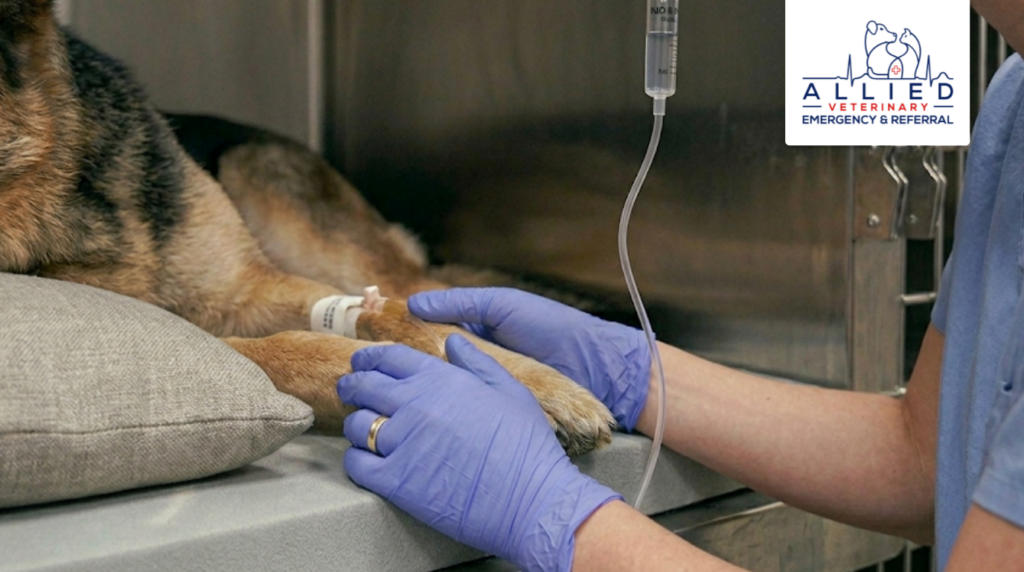 A dog at an independent clinic receives emergency care via an intravenous line.
