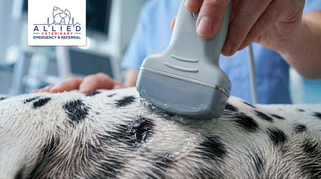 A specialist at Allied Veterinary Emergency performs a canine ultrasound for critical care.