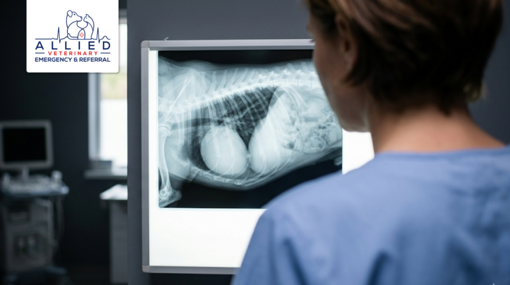A veterinarian looks for signs of a heart condition in pets on a digital X-ray screen.