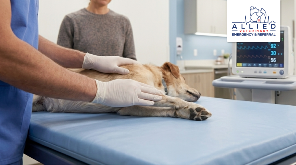 A dog on a blue exam table near a vitals monitor, illustrating services found in emergency vet cost vs regular vet care. 