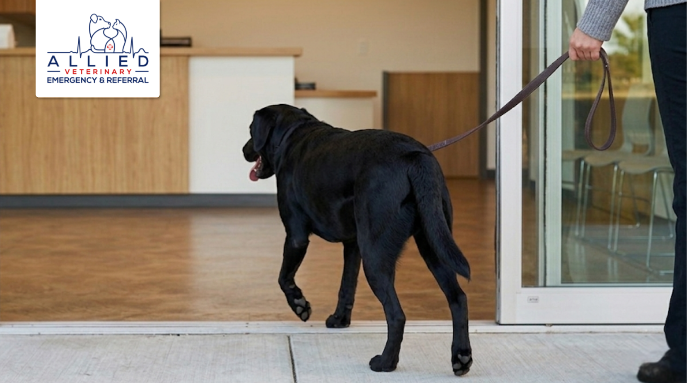 Leading a pet through the front doors of an independent emergency vet clinic.