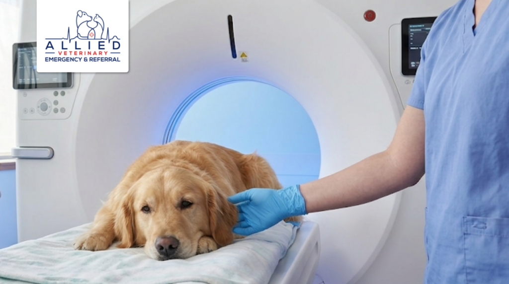 Using a high-definition CT at a veterinary center to provide a detailed scan for a dog.