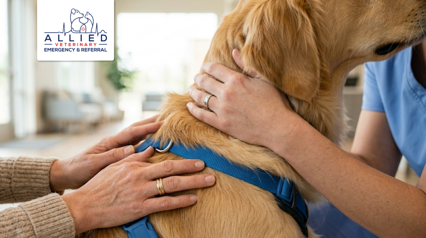 Vet and owner comforting a golden retriever while discussing when to see a veterinary specialist for advanced care.