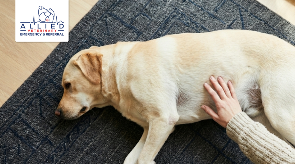 A hand resting on a yellow lab's side to feel for subtle signs of a heart condition in pets.