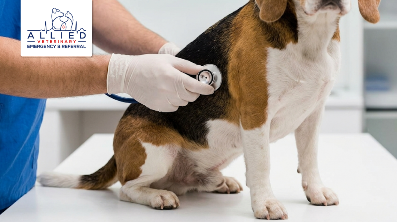 A vet using a stethoscope on a beagle during a canine cardiology consultation to monitor heart health.