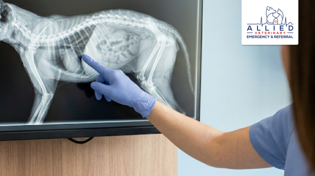 A veterinary expert reviewing advanced diagnostic imaging for pets on a digital monitor.