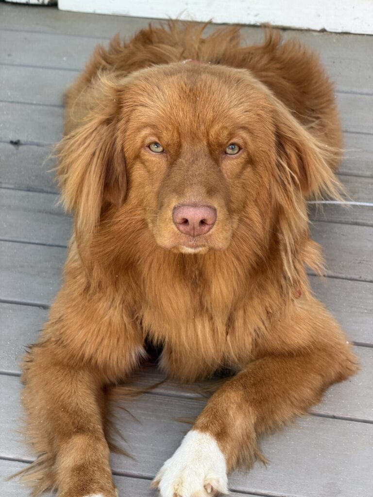 Nordy