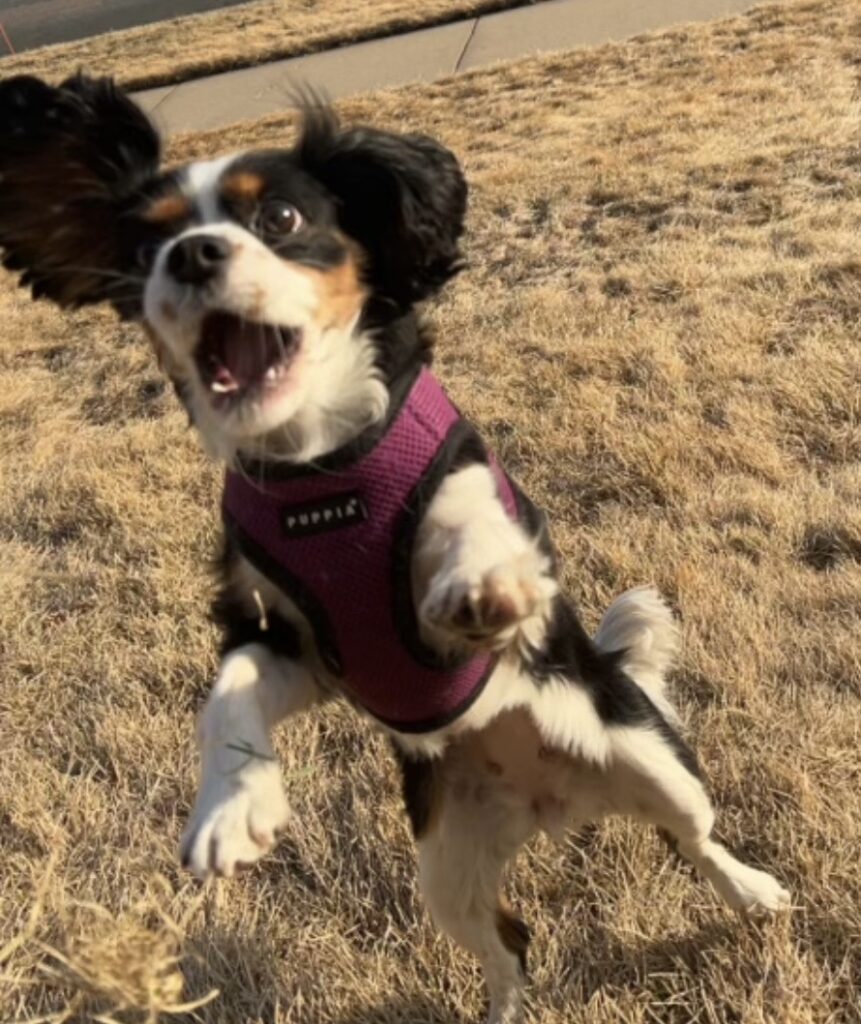 Stella