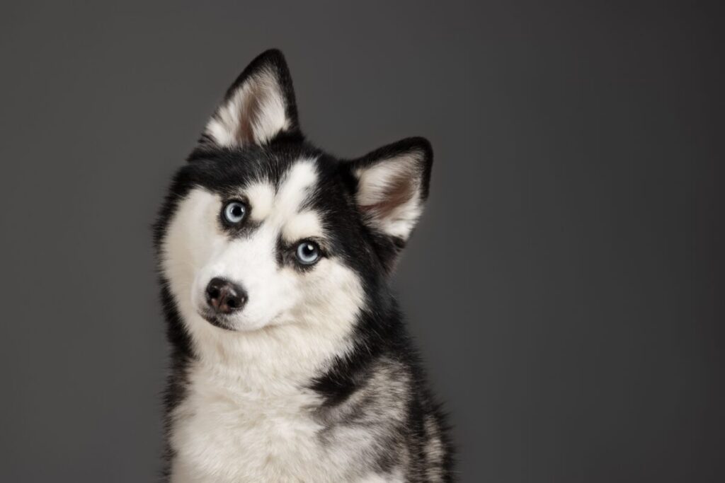 Mochi