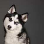 Mochi