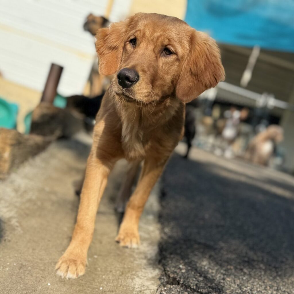 Piper