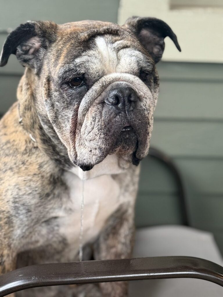Ronnie V