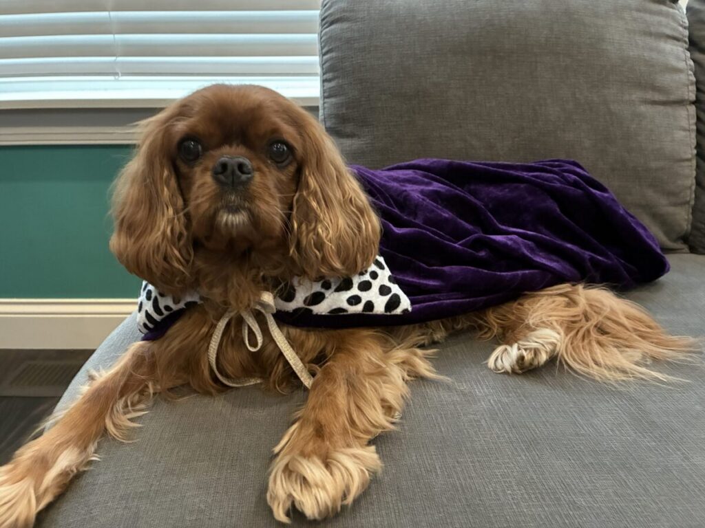 Benji