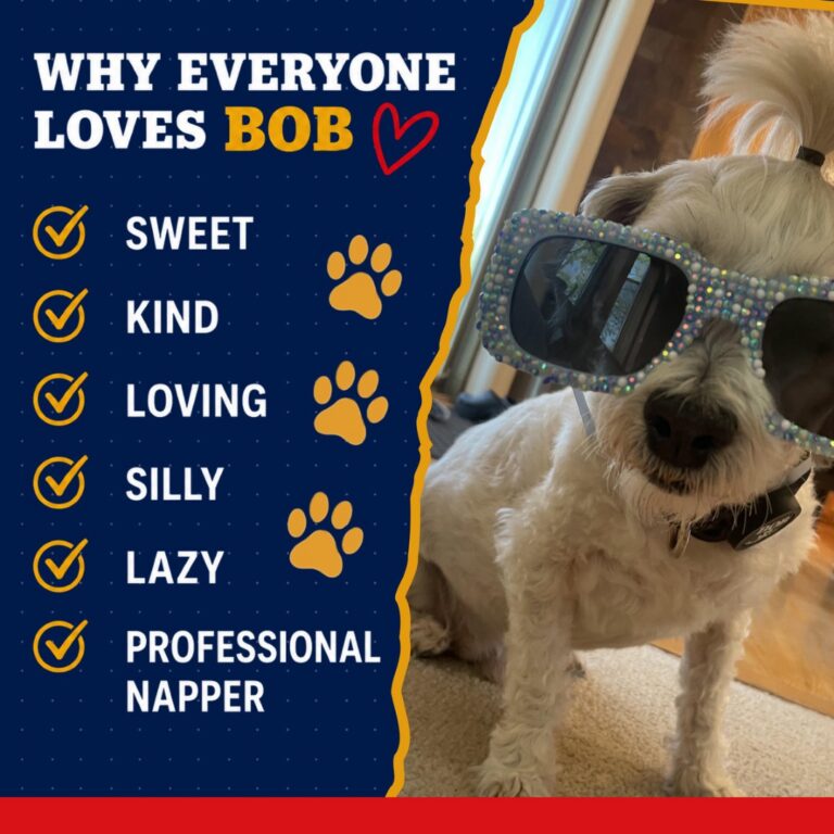 BOB 4