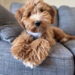 Bailey